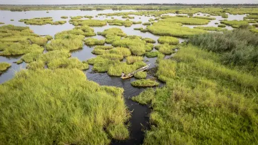 Aerial view of a lush marsh with narrow water channels and a small wooden canoe moving between floating patches of green vegetation