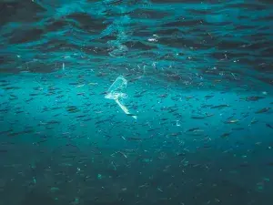 A school of small fish swimming underwater with a piece of plastic floating among them, highlighting the issue of ocean pollution.